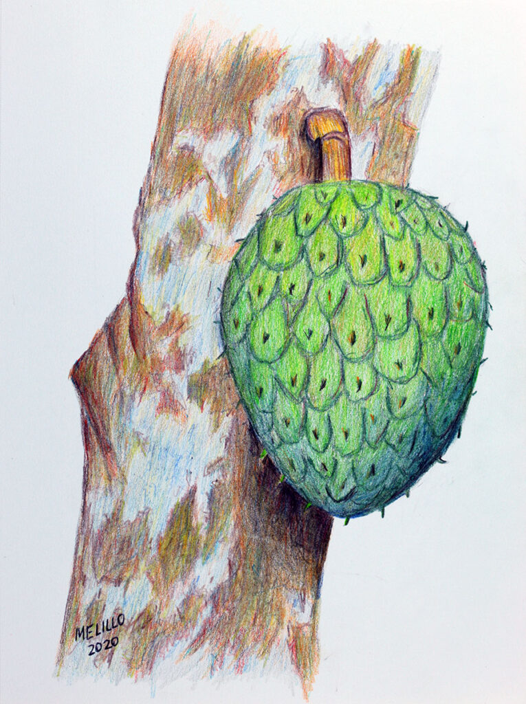 Fruit of the Mountain soursop.