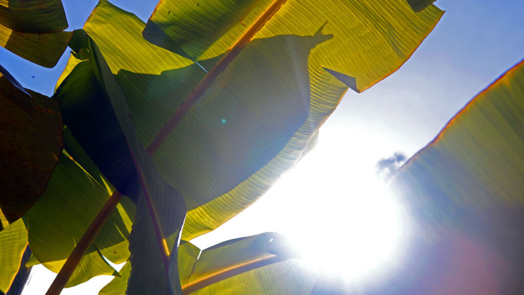 Leaves of a banana tree.